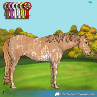 Horse Color:White Spotted Black Pearl Splash Rabicano  Brindle