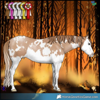 Horse Color:White Spotted Black Pearl Splash Rabicano  Brindle