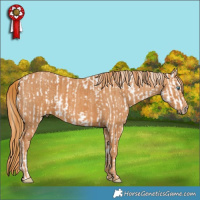 Horse Color:White Spotted Smoky Grullo Pearl Sabino Appaloosa  Brindle