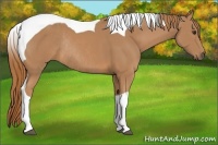 Horse Color:Chestnut Tobiano Rabicano 