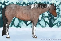 Horse Color:Bay Roan Tobiano 