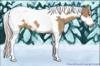 Horse Color:Palomino Tobiano Frame 