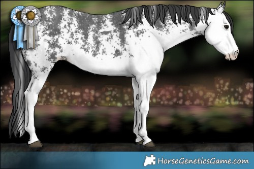 Horse Color:White Spotted Black