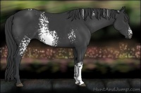 Horse Color:White Spotted Black