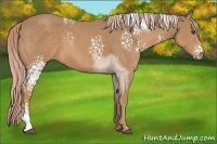 Horse Color:White Spotted Palomino