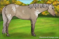Horse Color:White Spotted Silver Grullo 