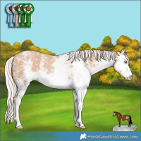 Horse Color:White Spotted Silver Classic Champagne