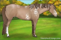 Horse Color:White Spotted Black Pearl