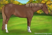 Horse Color:Chestnut 