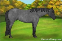 Horse Color:Blue Roan 
