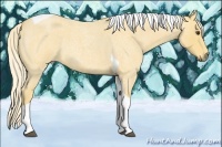 Horse Color:Palomino Roan Tobiano 