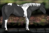 Horse Color:Black Tobiano 