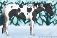 Horse Color:Black Tobiano