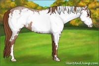 Horse Color:White Spotted Red Roan Frame 