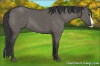 Horse Color:Grullo Splash 