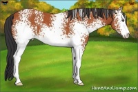 Horse Color:White Spotted Bay Sabino 