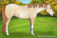 Horse Color:White Spotted Amber Champagne Pearl Splash 