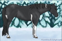 Horse Color:Black Tobiano Rabicano 