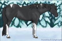 Horse Color:Black Tobiano Rabicano