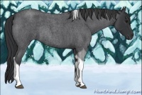Horse Color:Blue Roan Tobiano Rabicano