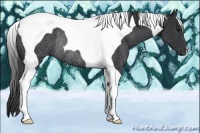 Horse Color:Black Tobiano Rabicano