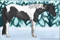 Horse Color:Black Tobiano Rabicano 