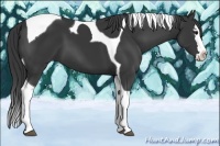 Horse Color:Black Splash Tobiano 