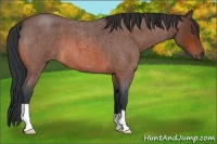 Horse Color:Bay Roan 