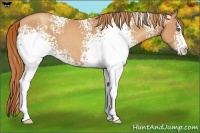 Horse Color:White Spotted Gold Champagne Sabino 