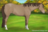 Horse Color:Classic Champagne 