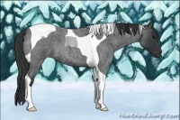 Horse Color:Blue Roan Tobiano 