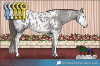 Horse Color:Grullo Ice Splash Appaloosa Rabicano 