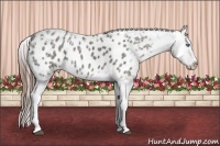 Horse Color:Grullo Ice Splash Appaloosa Rabicano 