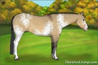Horse Color:White Spotted Bay Dun