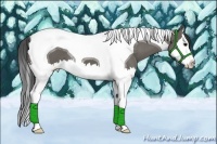 Horse Color:Grullo Splash Tobiano