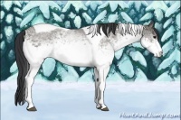 Horse Color:White Spotted Grullo Roan Tobiano 
