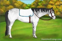 Horse Color:White Spotted Blue Roan 