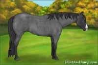 Horse Color:Blue Roan Splash