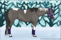 Horse Color:Grullo Splash Tobiano 