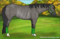 Horse Color:Grullo Rabicano 