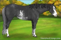 Horse Color:Black Sabino Splash