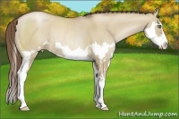 Horse Color:Grullo Pearl Sabino Splash Frame Rabicano