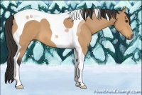 Horse Color:Buckskin Tobiano