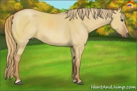 Horse Color:Red Dun Sabino 