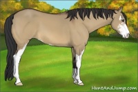 Horse Color:Bay Dun Sabino 