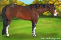 Horse Color:Bay Sabino 