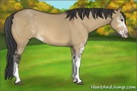 Horse Color:Bay Dun Sabino 