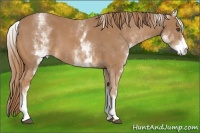 Horse Color:White Spotted Chestnut