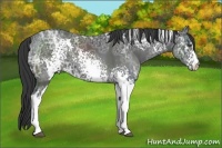 Horse Color:White Spotted Black Ice Sabino Frame 
