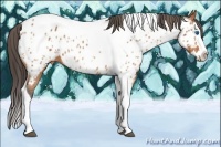 Horse Color:Bay Splash Tobiano Appaloosa  Brindle